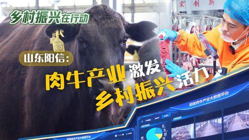 阳信牛肉爆料视频播放,揭秘视频播放背后的惊人数据